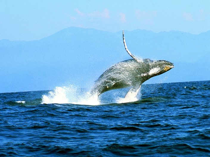 Avistamiento de Ballenas